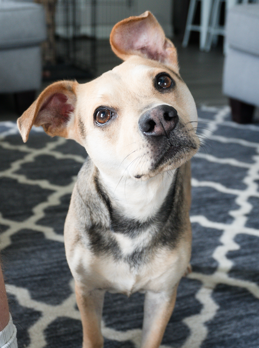 12 Dog Mom Must Haves - Dunkin & Paisley's Favorite Things